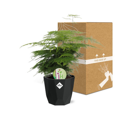 Kamerplant - Asparagus 'Plumosus' - Pot Ø 14cm