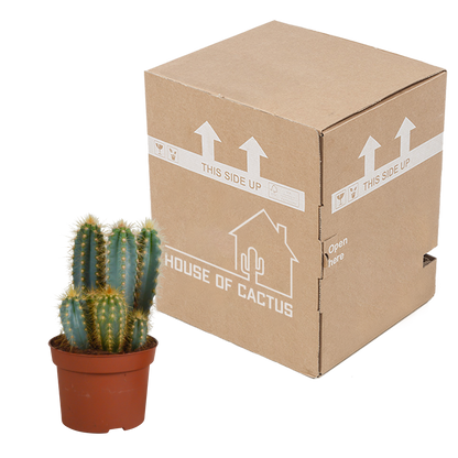 Kamerplant - Pilosocereus azureus - Pot Ø 12cm