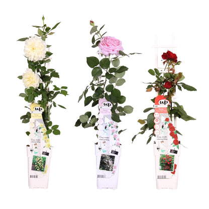 Buitenplant 3x Rosa mix - Bloeiend - Pot Ø 15cm Hoogte ↕ 65cm