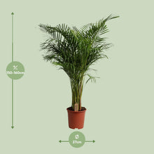 XL Kamerplant - Dypsis Lutescens - Luchtzuiverend - Pot Ø 27cm Hoogte ↕ 160cm