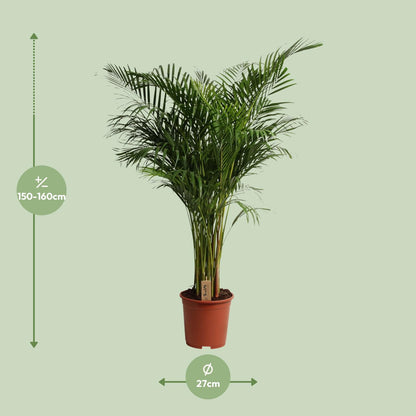 XL Kamerplant - Dypsis Lutescens - Luchtzuiverend - Pot Ø 27cm Hoogte ↕ 160cm
