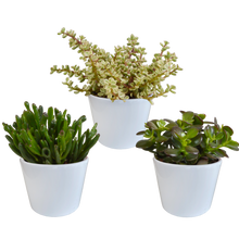 Kamerplant 3x Crassula mix - Pot Ø 10,5cm