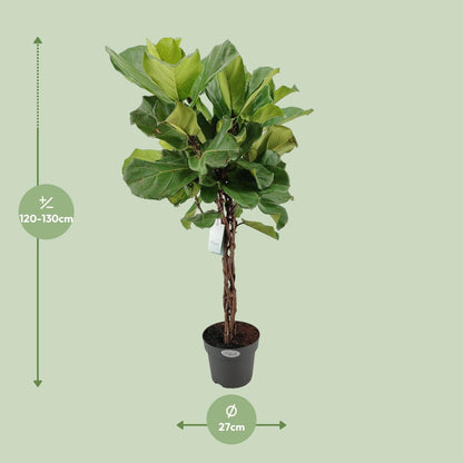 Kamerplant - Ficus Lyrata - Pot Ø 27cm Hoogte ↕ 130cm