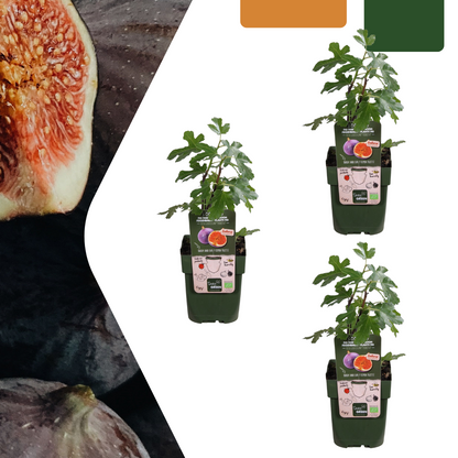 Buitenplant 3x Biologische Vijgenboom - Pot Ø 13cm Hoogte ↕ 20cm