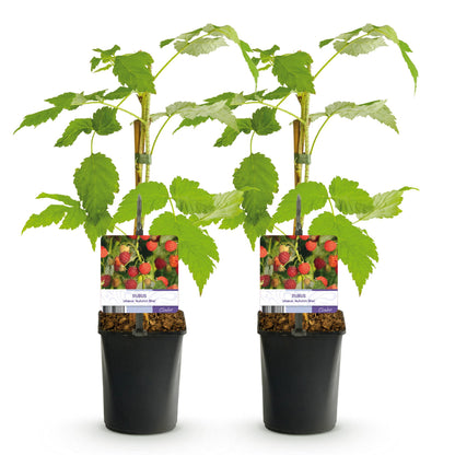 Buitenplant 2x Framboos Rubus idaeus 'Autumn Bliss' - Rode Framboos, Herfstdragend, Winterhard - Pot Ø 11cm Hoogte ↕ 40cm