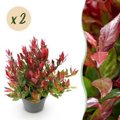 Buitenplant 2x Leucothoe Little Flame - Groenblijvend - Pot Ø 17cm Hoogte ↕ 40cm