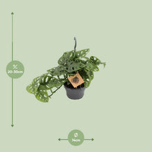 Kamerplant - Monstera Monkey - Pot Ø 14cm Hoogte ↕ 30cm