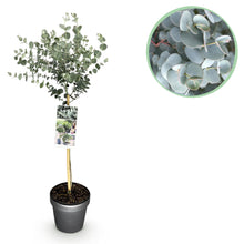 Buitenplant - Eucalyptus gunnii Azure - Bladhoudend - Winterhard - Pot Ø 19cm Hoogte ↕ 90cm