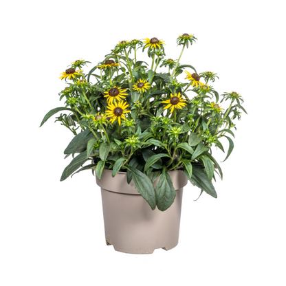 Buitenplant - Rudbeckia Fulgida Little-Goldstar - Bloeiend - Pot Ø 19cm Hoogte ↕ 45-60cm