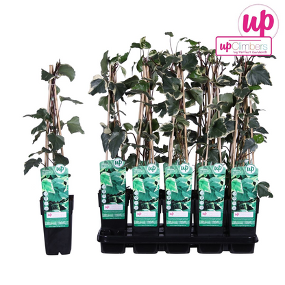 Buitenplant - Hedera algeriensis 'Gloire de Marengo' - Klimplant - Pot Ø 15cm Hoogte ↕ 65cm
