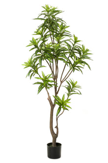 XL kunstplant - Dracaena Drakenboom - Hoogte ↕ 155cm