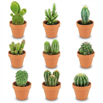 Kamerplant 9x Mini Cactus Mix - Terracotta Potten - Pot Ø 8,1cm Hoogte ↕ 5-10cm