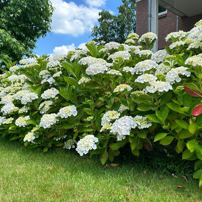 Buitenplant - Hydrangea macrophylla Blue - Bloeiend - Pot Ø 17cm Hoogte ↕ 30cm
