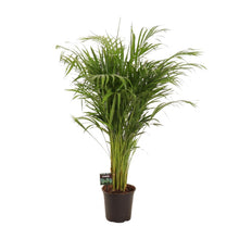 XL kamerplant - Dypsis Lutescens - Pot Ø 21cm Hoogte ↕ 110cm