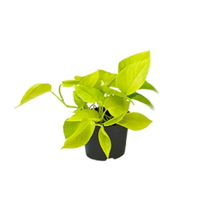 Kamerplant - Epipremnum Golden Pothos - Pot Ø 12cm Hoogte ↕ 15cm
