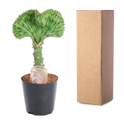 Kamerplant - Euphorbia Lactea Cristata - Pot Ø 10,5cm Hoogte ↕ 30cm