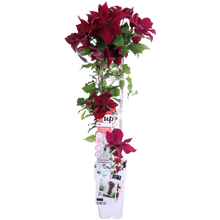 Buitenplant - Clematis Nubia - Bloeiend - Pot Ø 15cm Hoogte ↕ 65cm