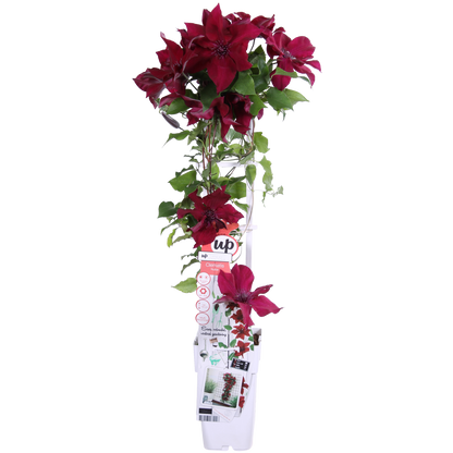 Buitenplant - Clematis Nubia - Bloeiend - Pot Ø 15cm Hoogte ↕ 65cm