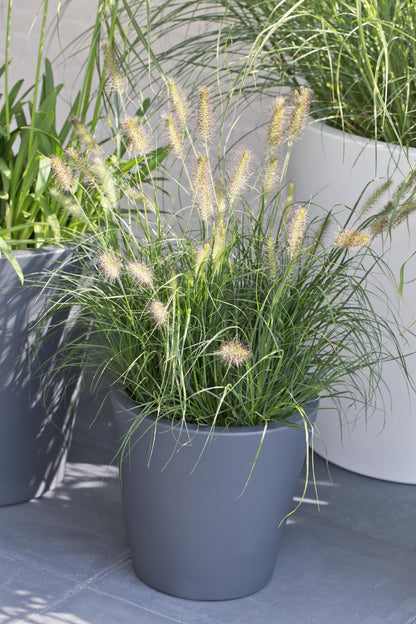 Buitenplant - Pennisetum alopecuroides 'Hameln' - Pot Ø 19cm Hoogte ↕ 40cm