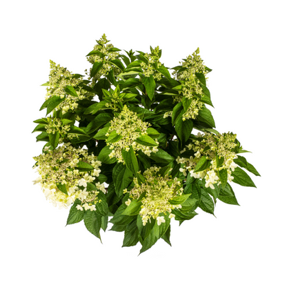 Buitenplant - Hydrangea Paniculata White - Bloeiend - Pot Ø 24cm Hoogte ↕ 70-80cm