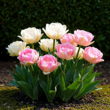 Bloembollen - Tulp Double Sensation - Wit en Roze - 12 stuks - Bolmaat 11/12