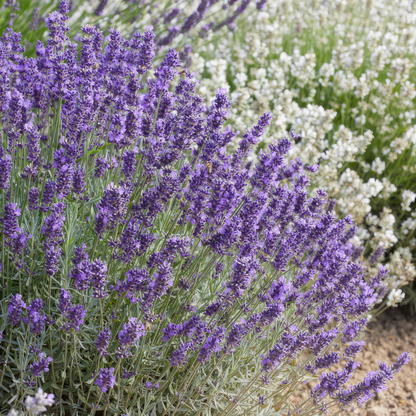 Buitenplant 6x Lavandula 'Hidcote' - Lavendel Pluggen - Bloeiend Winterhard