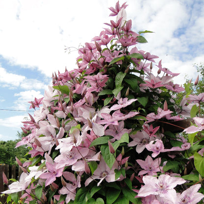 Buitenplant 2x Clematis Hagley Hybrid - Bloeiend - Pot Ø 11cm Hoogte ↕ 40cm