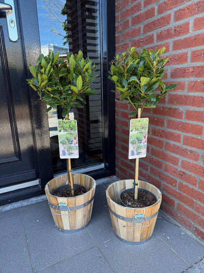 Buitenplant - Laurus nobilis op stam - Winterhard - Pot Ø 19cm Hoogte ↕ 90cm