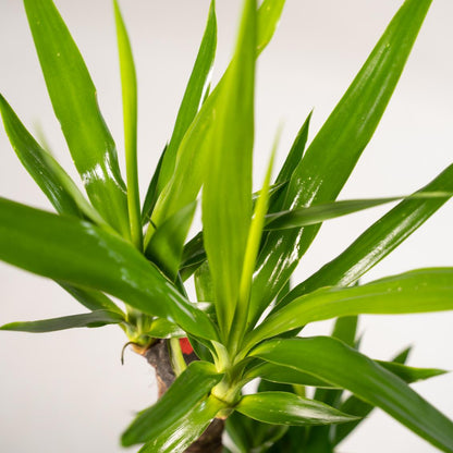 Kamerplant - Yucca - Pot Ø 17cm Hoogte ↕ 90cm