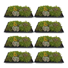 Buitenplant 8x Sedum mat - Winterhard bodembedekker - 10 soorten - 50x30cm