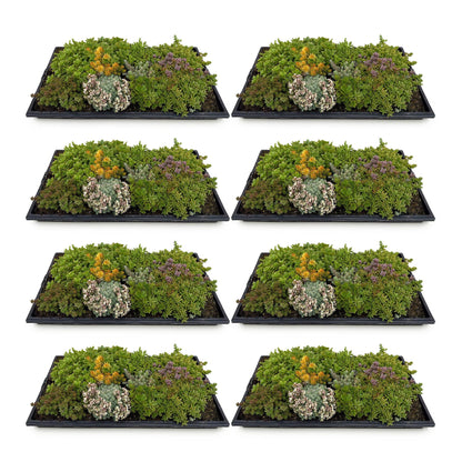 Buitenplant 8x Sedum mat - Winterhard bodembedekker - 10 soorten - 50x30cm