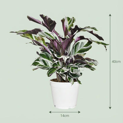 Kamerplant - Calathea Fusion White - Pot Ø 14cm Hoogte ↕ 35-40cm