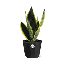 Kamerplant - Sansevieria Futura Superba - Pot Ø 14cm