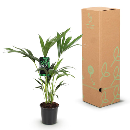 Green boutiQ - Kamerplant - Howea Forsteriana - Kentia Palm - Weinig Onderhoud - Groen - 2 planten - Pot 17cm - Hoogte 70-75cm