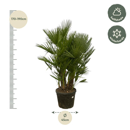 XL plant - Chamaerops humilis Multi Stam - Winterhard - Pot Ø 45cm Hoogte ↕ 160-180cm