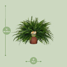 Kamerplant - Nephrolepis Green Lady - Pot Ø 19cm Hoogte ↕ 60cm