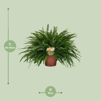 Kamerplant - Nephrolepis Green Lady - Pot Ø 19cm Hoogte ↕ 60cm