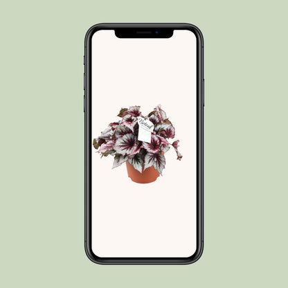 Kamerplant - Begonia Beleaf Evening Glow - Pot Ø 17cm Hoogte ↕ 33cm