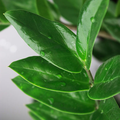 Green BoutiQ - Green is... Kamerplanten - Zamioculcas - ZZ-plant - Weinig onderhoud - met mand - Groen - 1 Plant - Pot 21cm - Hoogte 80-90cm