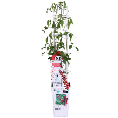 Buitenplant - Clematis Nubia - Bloeiend - Pot Ø 15cm Hoogte ↕ 65cm