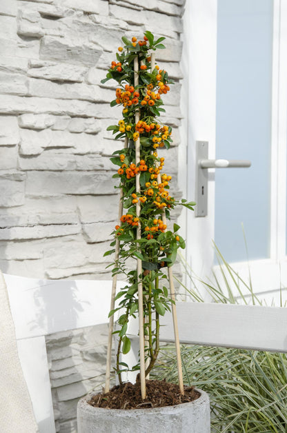 Buitenplant - Pyracantha 'Orange Glow' - Pot Ø 15cm Hoogte ↕ 65cm