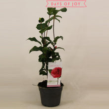 Buitenplant - Camellia japonica 'Lady Campbell' - Bloeiend - Pot Ø 15cm Hoogte ↕ 45cm
