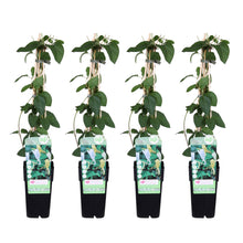 Buitenplant 4x Lonicera japonica 'Halliana' - Pot Ø 15cm Hoogte ↕ 65cm