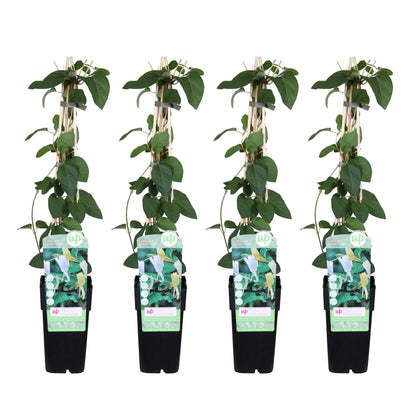 Buitenplant 4x Lonicera japonica 'Halliana' - Pot Ø 15cm Hoogte ↕ 65cm