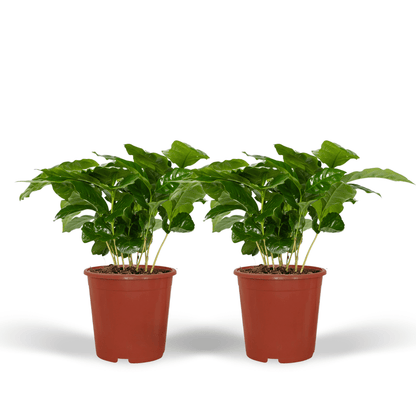 Kamerplant 2x Coffea Arabica - Pot Ø 12cm Hoogte ↕ 25cm