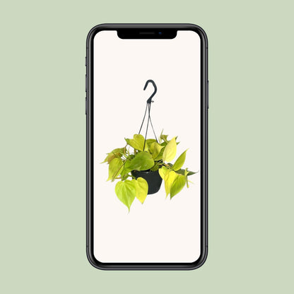 Kamerplant - Philodendron Lime - Pot Ø 15cm Hoogte ↕ 35cm