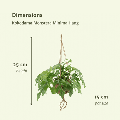 Kamerplant - Kokodama Monstera Minima Hang (Gatenplant) - 2 stuks - Pot Ø 15cm Hoogte ↕ 25cm
