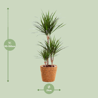 Kamerplant - Dracaena Marginata - Pot Ø 21cm Hoogte ↕ 95cm