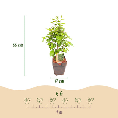 Buitenplant 6x Carpinus betulus - Haagplant - Pot Ø 17cm Hoogte ↕ 55cm