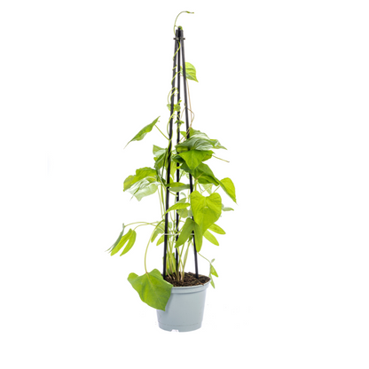 Buitenplant 4x Klimplanten Mix - Rhodochiton, Cobea, Lathyrus & Ipomoea - Pot Ø 13cm Hoogte ↕ 60cm